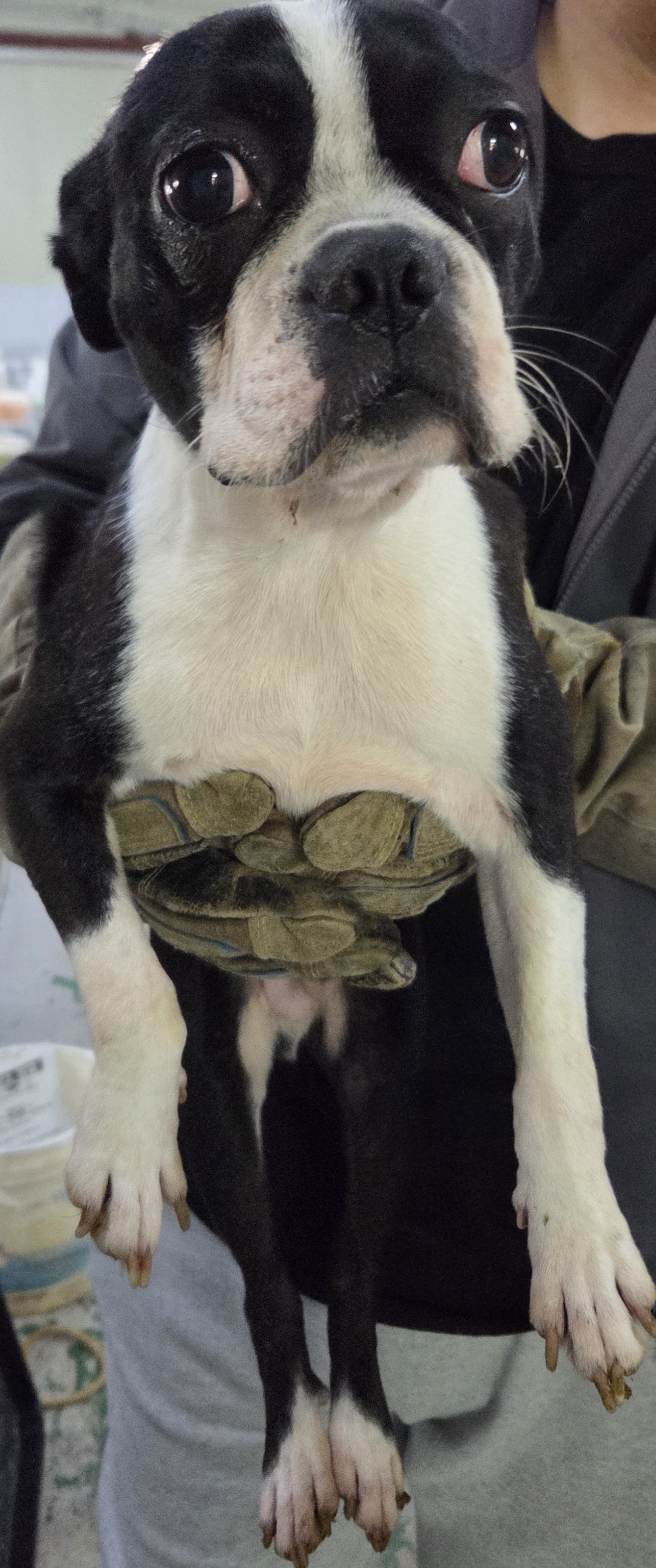 종료(입양) 프렌치…